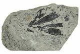 Jurassic Fossil Leaf (Ginkgo) Plate - England #242159-1